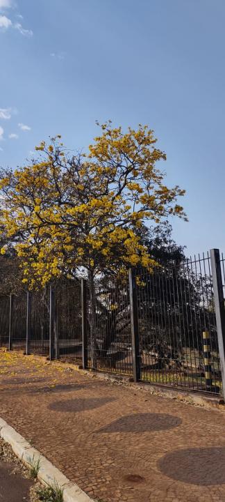 Foto 15 de 31 — Florada dos ipês dá novo colorido a Araraquara e internautas enviam fotos; veja
